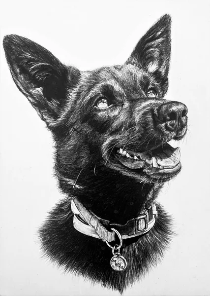 Australská kelpie - A4/tužka