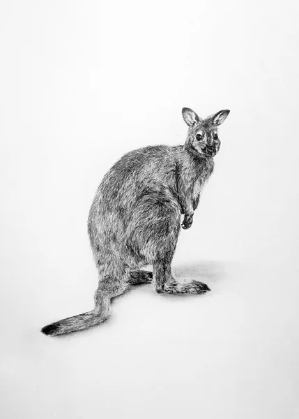 Klokan rudokrký (mládě) - A4/tužka/kresba dle vlastní fotografie (5/2022)